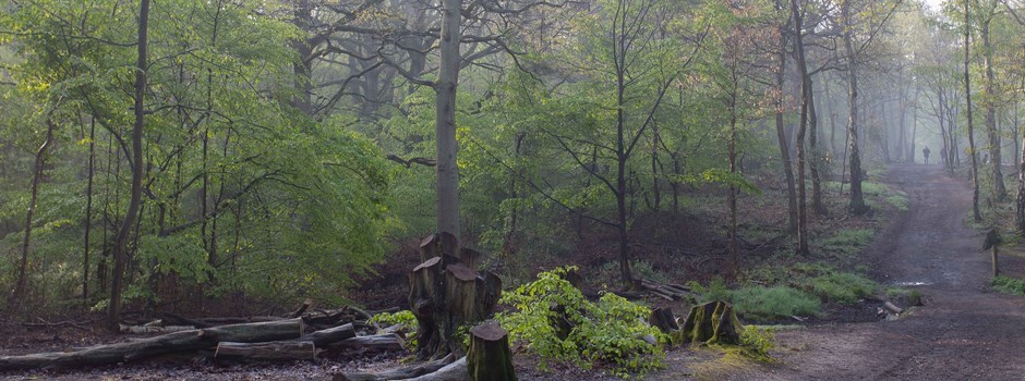 A walk in the woods at Ruislip Lido